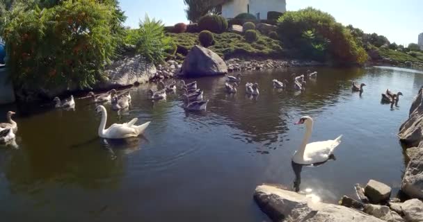 Grupo Patos Gansos Nadando Estanque Ganso Greylag — Vídeos de Stock