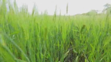 Genç yeşil buğday tarlası. Kamera, genç buğday dallarının arasından geçiyor..