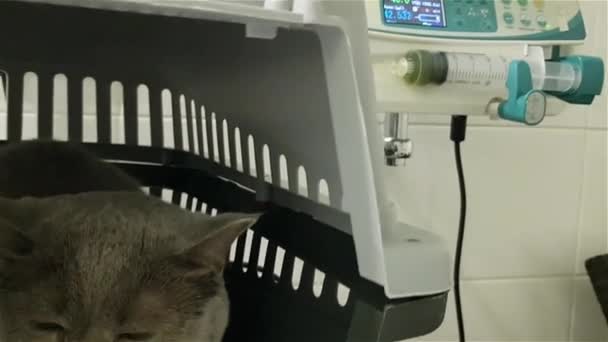 Gato Enfermo Con Goteo Intravenoso Clínica Veterinaria Terapia Fluidos Intravenosos — Vídeos de Stock