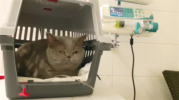 Doente Gato Gotejamento Clínica Veterinária Gato Fluidoterapia Gato Soro Intravenoso — Vídeo de Stock