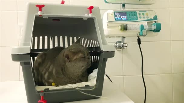 수의학 클리닉에서 드립에 고양이 고양이 액체에 고양이 Intravenous 물방울 고양이 — 비디오