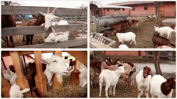 Fazenda Cabras Cabras Uma Fazenda Uma Jaula Livre Cabras Bonitas — Vídeo de Stock