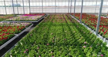 Large commercial greenhouse for growing flowers and ornamental plants. Lots of beautiful colored flowers in pots.