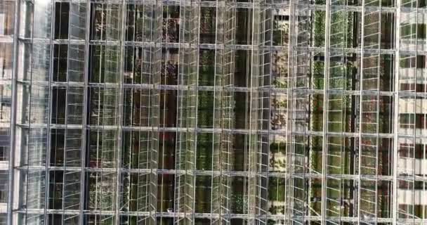 Flug Über Ein Großes Gewächshaus Gemüseanbau Gewächshäusern Großes Modernes Gewächshaus — Stockvideo