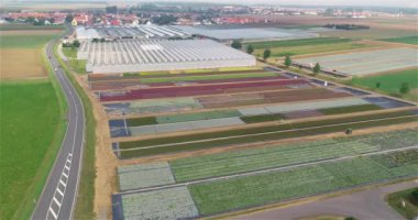 Büyüyen çiçekler ve süs bitkileri için büyük bir ticari sera.