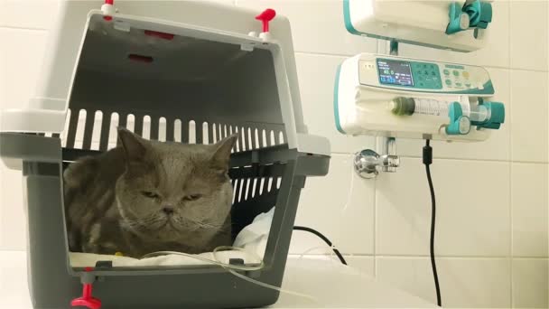 兽医诊所的一只病猫在静脉滴注 猫Iv液体疗法 猫在Iv液上 有静脉输液滴的猫 — 图库视频影像