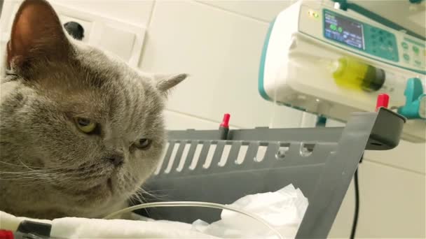 Nemocná Kočka Infuzi Veterinární Klinice Terapie Tekutin Pro Kočky Kočka — Stock video