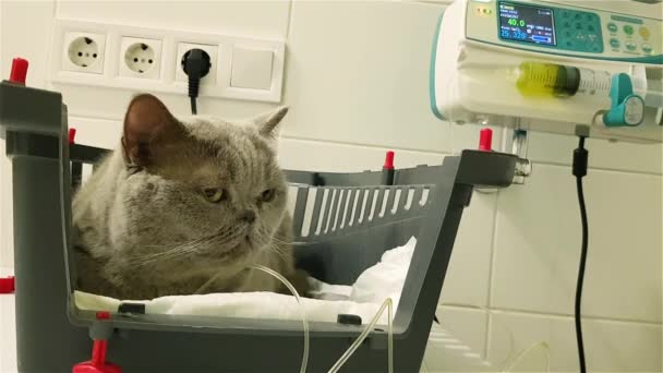 Больной Кот Капельнице Внутривенно Ветеринарной Клинике Терапия Жидкостью Кошки Кот — стоковое видео