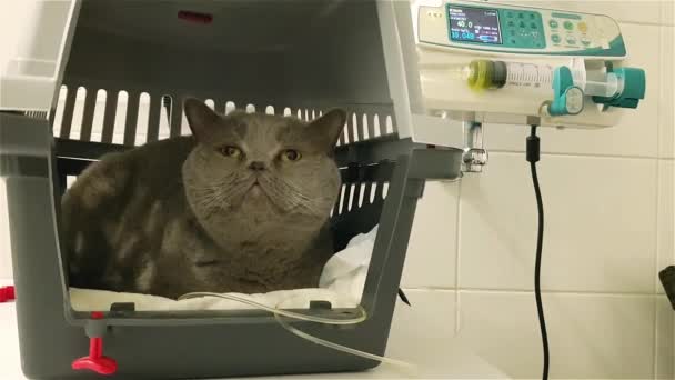 兽医诊所的一只病猫在静脉滴注 猫Iv液体疗法 猫在Iv液上 有静脉输液滴的猫 — 图库视频影像