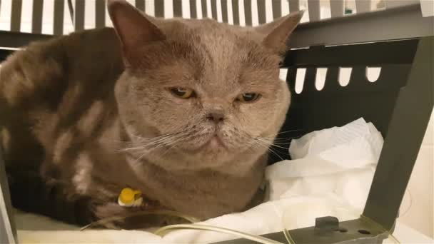 Άρρωστη Γάτα Ορό Κτηνιατρική Κλινική Θεραπεία Υγρά Γάτας Γάτα Ενδοφλέβια — Αρχείο Βίντεο