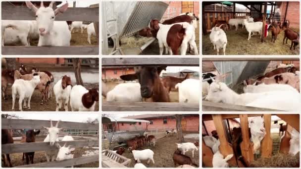 Granja Cabras Cabras Una Granja Una Jaula Aire Libre Hermosas — Vídeos de Stock