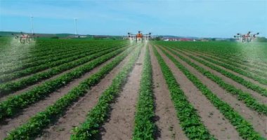 Tarımdaki dronları tarlaları ilaçlamak için kullanıyorlar. Tarım İHA 'ları. Tarım İHA' ları. Ekin ilaçlama dronları. Tarımsal tarlalar serpiliyor.
