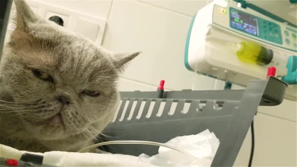 獣医クリニックで4本のドリップで猫を病気にする キャットIvフッ素療法 4個のフッ素を捕まえる ととも ドリップ — ストック動画