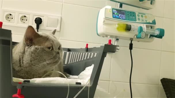 Pisica Bolnavă Picurare Clinica Veterinară Terapia Lichide Pisicii Pisica Fluide — Videoclip de stoc