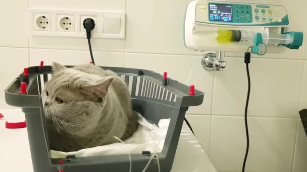 Gato Enfermo Con Goteo Intravenoso Clínica Veterinaria Terapia Fluidos Intravenosos — Vídeos de Stock