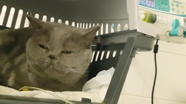 Gatto Malato Flebo Clinica Veterinaria Terapia Fluida Cat Gatto Con — Video Stock