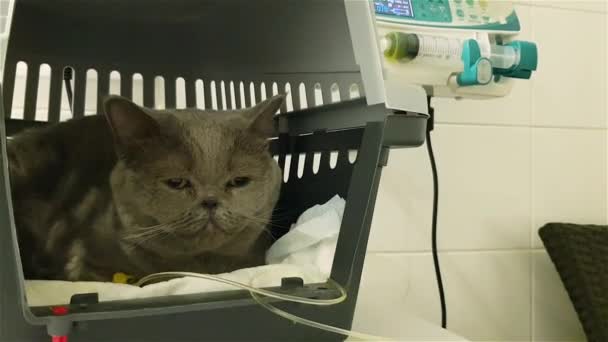 Kucing Sakit Pada Infus Infus Klinik Dokter Hewan Terapi Cairan — Stok Video
