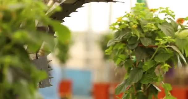 Çiçeklerin Otomatik Budanması Bitkilerin Otomatik Budanması Bir Serada Taşıyıcı Modern — Stok video