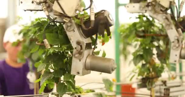 花の自動剪定 植物の自動剪定 温室内のコンベア 現代の温室内の自動ライン — ストック動画