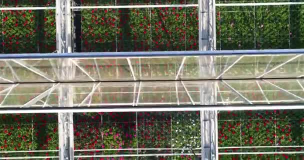 Vuelo Sobre Gran Invernadero Cultivar Verduras Invernaderos Gran Invernadero Moderno — Vídeo de stock