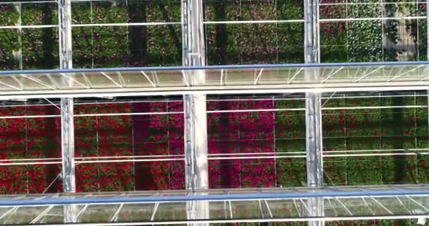 Kilátás Virágok Üvegházban Nyitott Tetőn Keresztül Üvegház Üvegtetős Üvegház Feletti — Stock videók