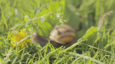 Helix Aspersa Maxima çimlere yaklaş. Helix Aspersa Muller çimenlerdeki yeşil arka planda. Salyangoz yetiştiriyorum. Salyangoz çiftliği.