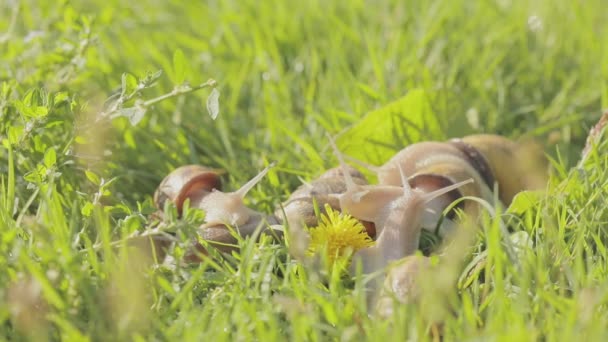 Ślimak Ogrodzie Ślimak Naturalnym Środowisku Farma Ślimaków — Wideo stockowe