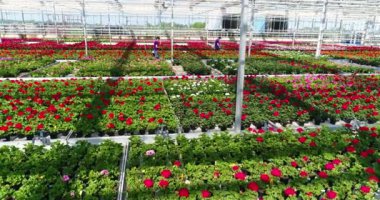 Large commercial greenhouse for growing flowers and ornamental plants. Lots of beautiful colored flowers in pots.