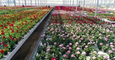 Large commercial greenhouse for growing flowers and ornamental plants. Lots of beautiful colored flowers in pots.