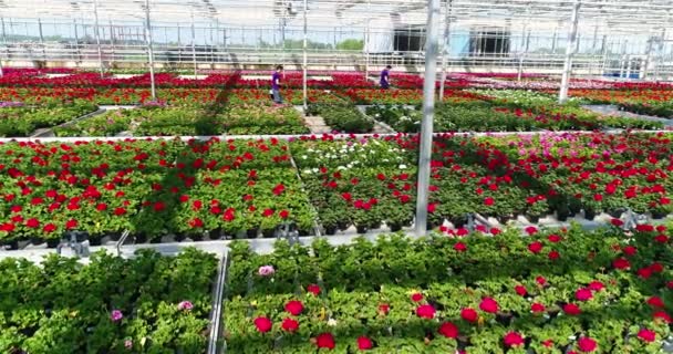 Large Commercial Greenhouse Growing Flowers Ornamental Plants Lots Beautiful Colored — Stockvideo