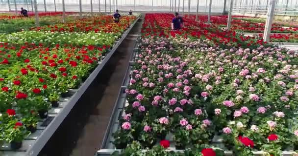 Large Commercial Greenhouse Growing Flowers Ornamental Plants Lots Beautiful Colored — Video