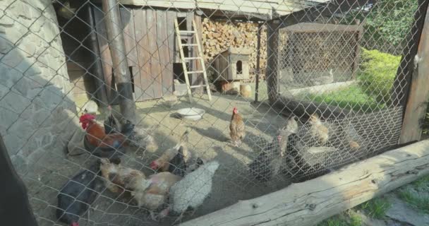 鸡窝里的小鸡 鸡笼里的鸡小型室内鸡舍 — 图库视频影像