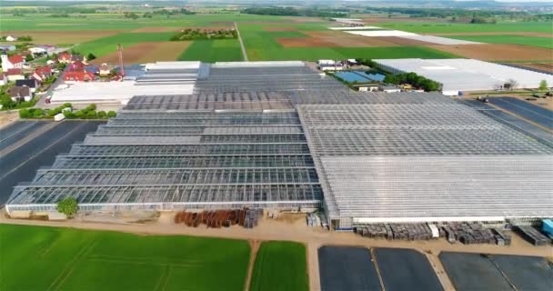 Repülés Egy Nagy Üvegház Felett Zöldségeket Termesztenek Üvegházakban Nagy Modern — Stock videók