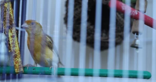 Pájaro Una Jaula Hermoso Pájaro Una Jaula Loro Doméstico — Vídeos de Stock