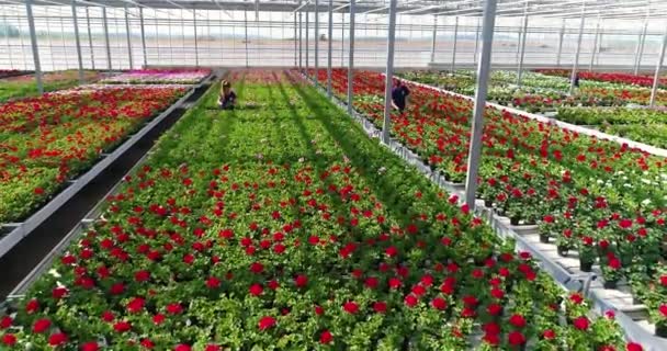 Large Commercial Greenhouse Growing Flowers Ornamental Plants Lots Beautiful Colored — Stok video