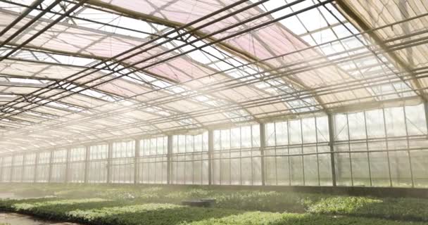 温室内の自動散水植物 植物のための自動散水システム 近代的な温室内の自動散水植物のプロセス — ストック動画