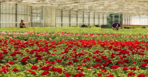 Duża Szklarnia Pelargoniami Przemysłowa Uprawa Kwiatów Dużo Czerwonych Pelargonii Szklarni — Wideo stockowe