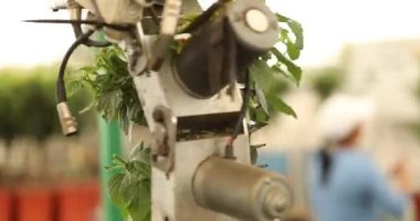 Çiçeklerin otomatik budanması, bitkilerin otomatik budanması, bir serada taşıyıcı, modern bir serada otomatik hat.