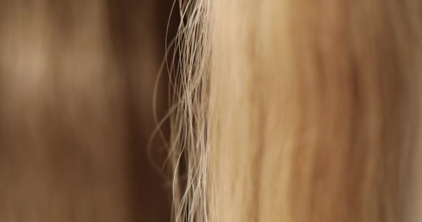 Sahte Saç Saç Eklentisi Için Saç Güzellik Salonunda Çok Renkli — Stok video
