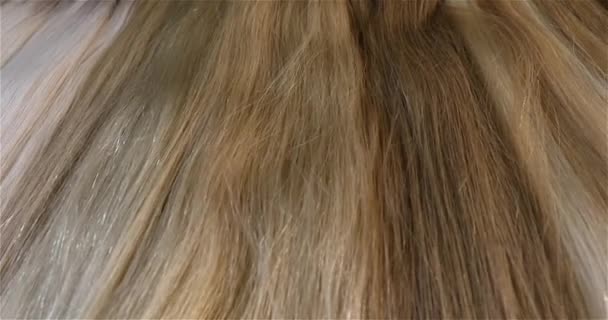 Ложные Волосы Волосы Наращивания Волос Выставка Разноцветных Наращиваний Волос Салоне — стоковое видео