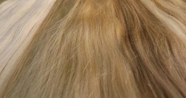 Falešné Vlasy Vlasy Prodloužení Vlasů Výstava Pestrobarevných Rozšíření Vlasů Salonu — Stock video
