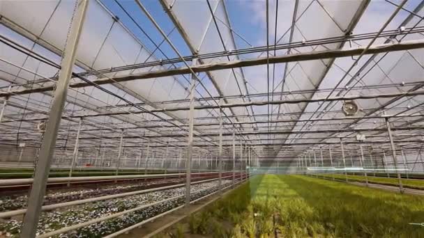 Tarım Sektörü Konsepti Sera Görüntüsü Çiçek Seralarında Yapay Zeka Modern — Stok video