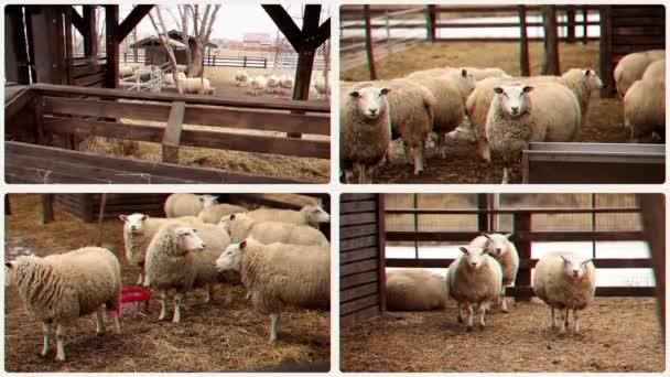 Schaffarm Multiscreen Schafe Auf Einem Bauernhof Einem Gehege Schafe Füttern — Stockvideo