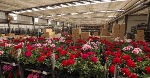 一个花卉种植园的仓库 包装和送花给顾客 — 图库视频影像