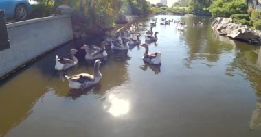 Ördek sürüsü gölette yüzüyor. Greylag kaz