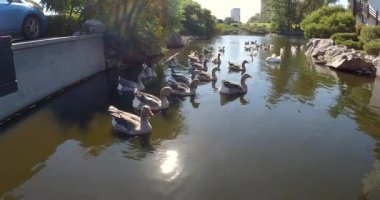 Ördek sürüsü gölette yüzüyor. Greylag kaz