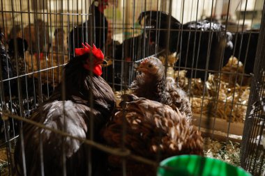 Yüzeyin sığ derinliği (seçici odak) görüntüsü çeşitli tavuk türleri ile kafeslerde çiftçilik ücreti.