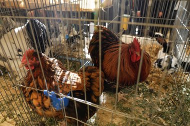 Yüzeyin sığ derinliği (seçici odak) görüntüsü çeşitli tavuk türleri ile kafeslerde çiftçilik ücreti.