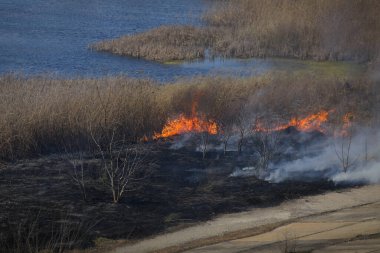Bükreş, Romanya - 5 Nisan 2022: Vacaresti Park Doğa Koruma Alanı 'ndaki bitki örtüsü yangını