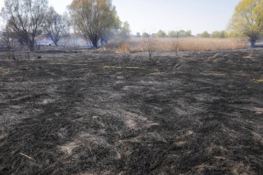 Bükreş, Romanya - 5 Nisan 2022: Vacaresti Park Doğa Koruma Alanı 'ndaki bitki örtüsü yangını